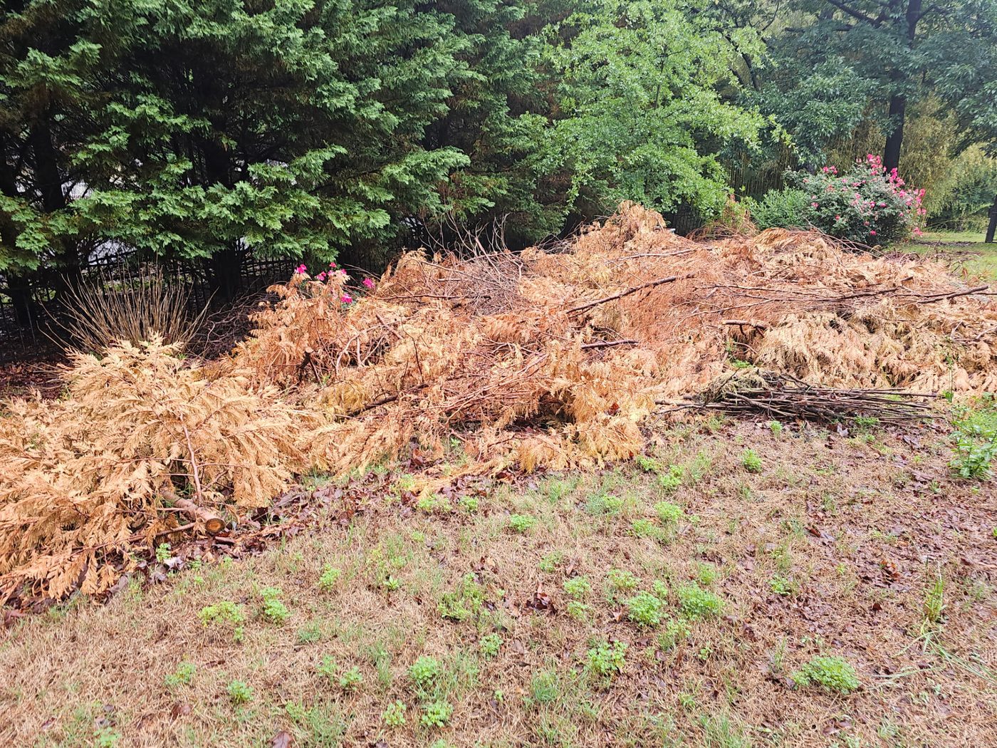 Property Line Cleanup — before