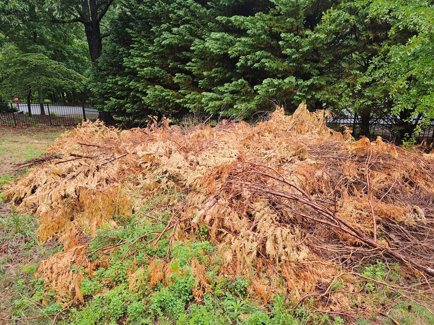 Storm Brush & Yard Debris Haul — before