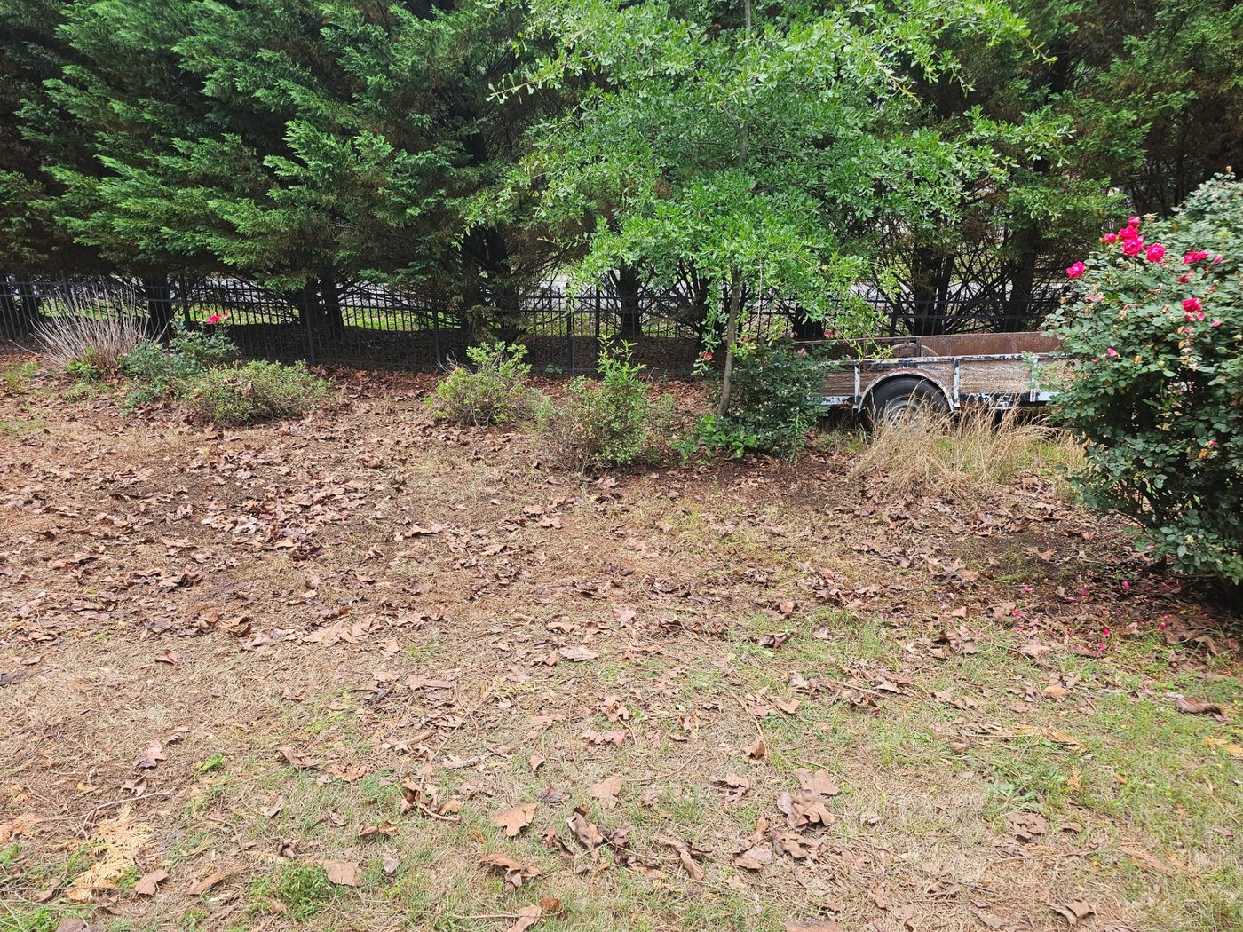 Property Line Cleanup — after